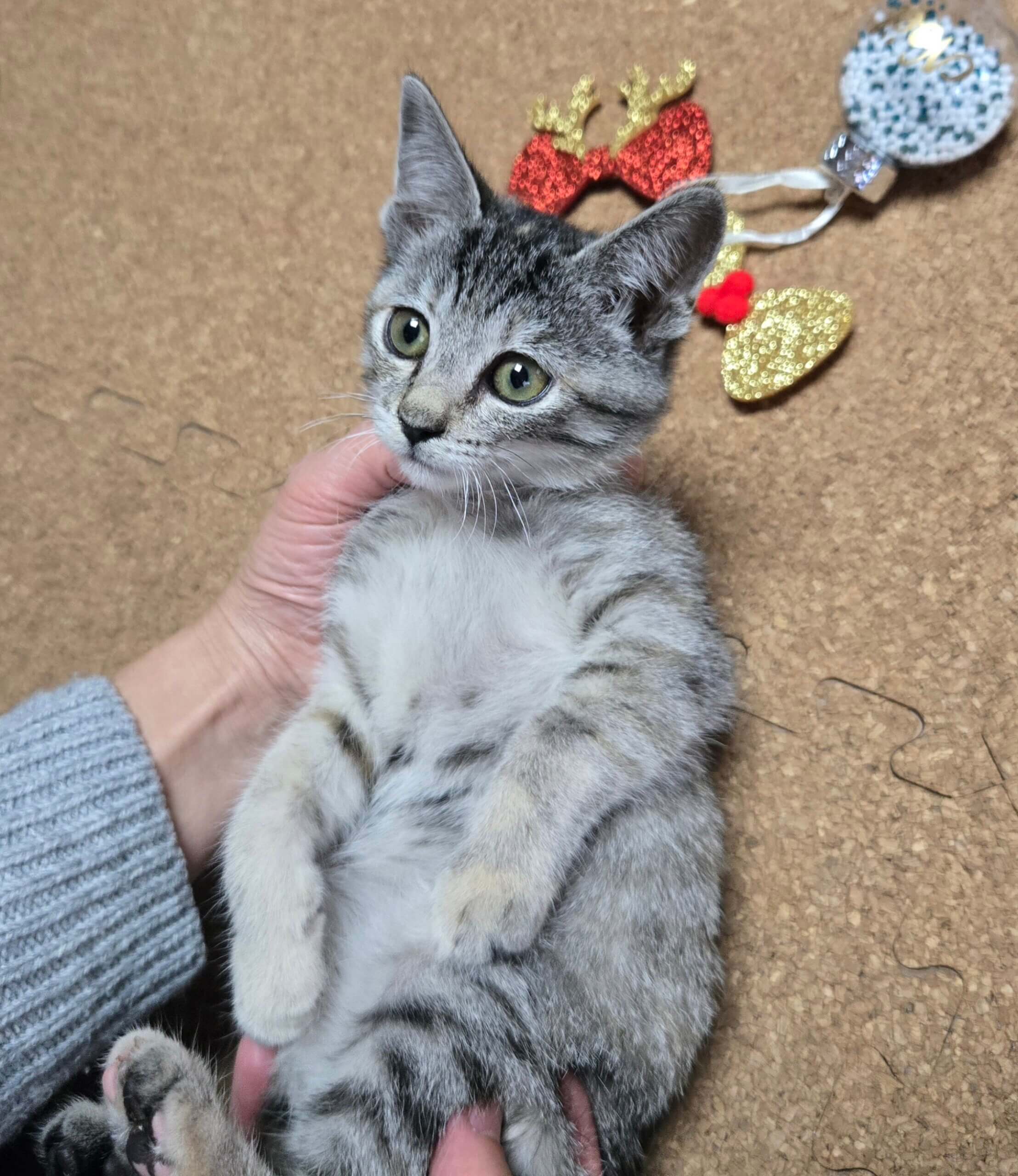 一緒にたくさん遊びたい｢ななちゃん｣