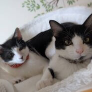 in江南市☆初ねこ☆保護猫達をオウチに迎えよう☆2026年1月11日（日）～ 非営利団体「ちーむ にゃいんず」