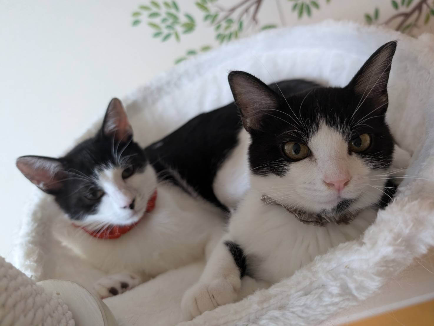 in江南市☆初ねこ☆保護猫達をオウチに迎えよう☆2026年1月11日（日）～ 非営利団体「ちーむ にゃいんず」