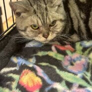 in名古屋市☆初ねこ☆保護猫達をオウチに迎えよう☆2026年1月11日（日）～ 非営利団体「ちーむ にゃいんず」