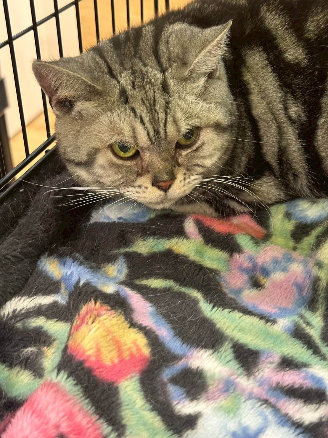 in名古屋市☆初ねこ☆保護猫達をオウチに迎えよう☆2026年1月11日（日）～ 非営利団体「ちーむ にゃいんず」