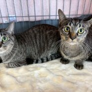 in春日井市☆初ねこ☆保護猫達を暖かいオウチに迎えよう☆2026年1月17日（土）～ 非営利団体「ちーむ にゃいんず」