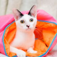 in岡崎市☆初ねこ☆保護猫達を暖かいオウチに迎えよう☆2026年1月17日（土）～ 非営利団体「ちーむ にゃいんず」