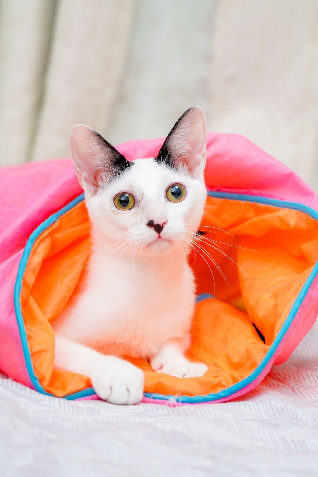 in岡崎市☆初ねこ☆保護猫達を暖かいオウチに迎えよう☆2026年1月17日（土）～ 非営利団体「ちーむ にゃいんず」