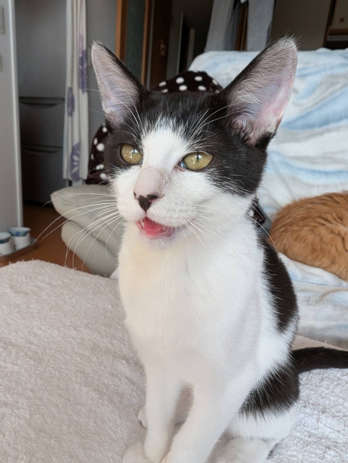 in江南市☆初ねこ☆2026年1月25日（日）～ 非営利団体「ちーむ にゃいんず」