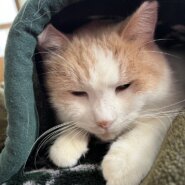 in春日井市☆猫は内☆保護猫達を暖かいオウチに迎えよう☆2026年1月31日（土）～ 非営利団体「ちーむ にゃいんず」