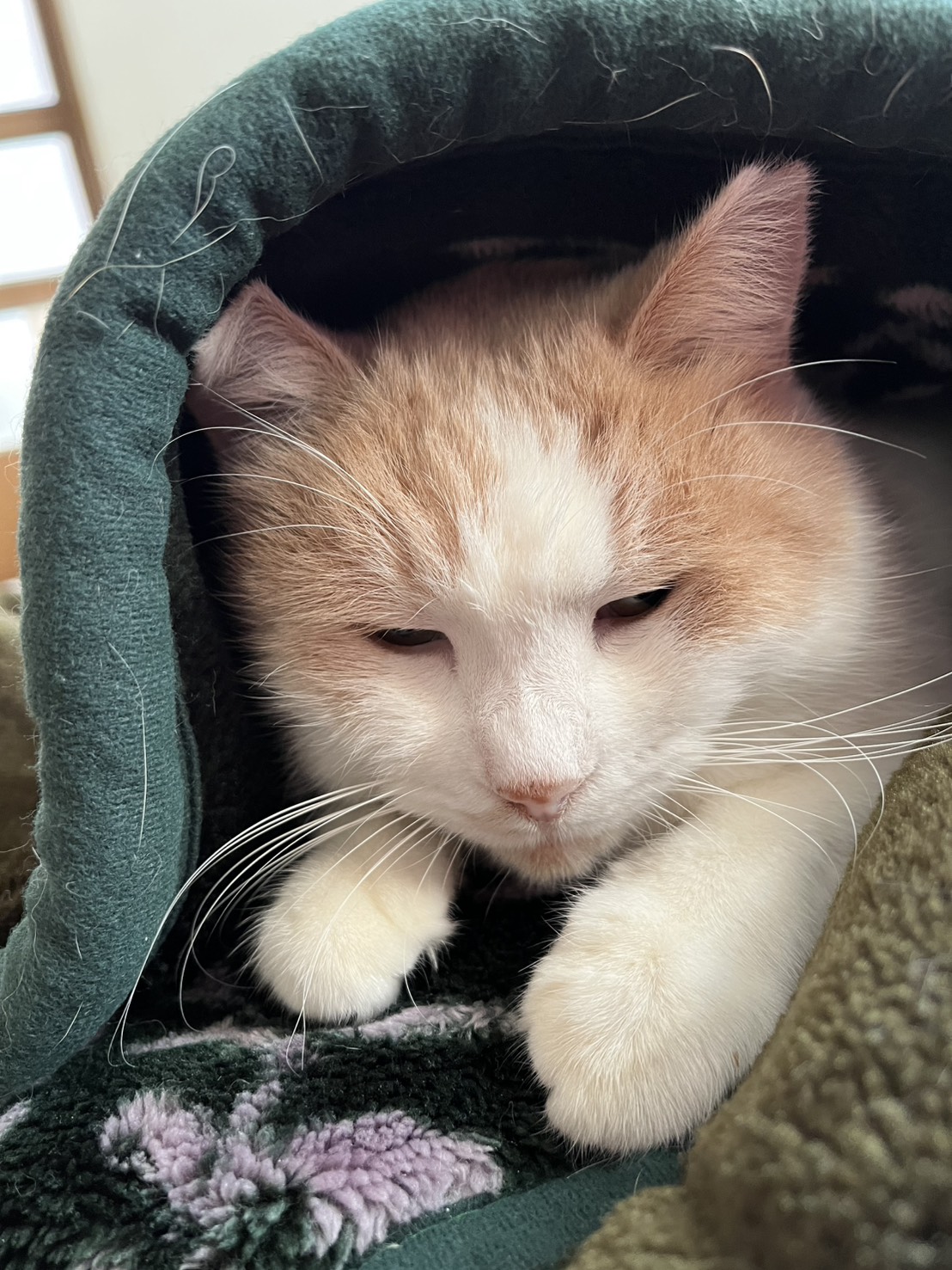 in春日井市☆猫は内☆保護猫達を暖かいオウチに迎えよう☆2026年1月31日（土）～ 非営利団体「ちーむ にゃいんず」