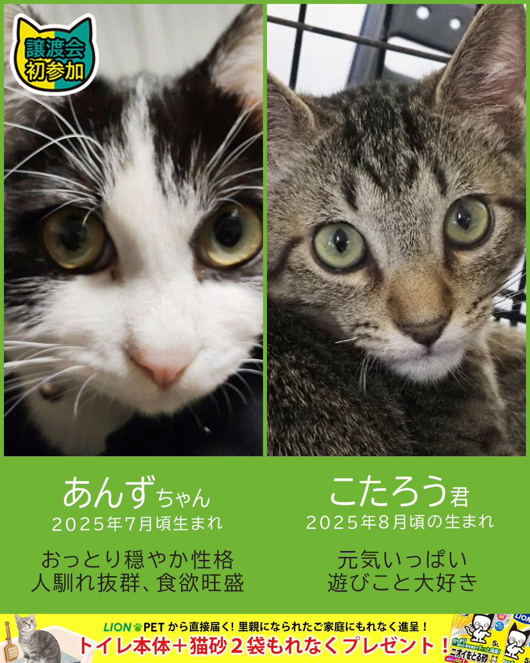中猫成猫17匹参加★みよし市