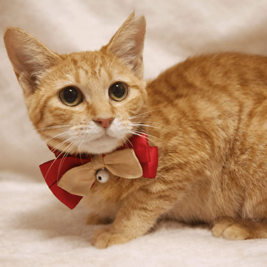 茶トラ女子！タレ目が可愛い『ミミちゃん』１歳