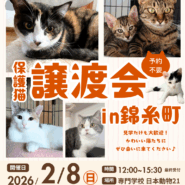 保護ねこ譲渡会 in 錦糸町 【2/8(日)】