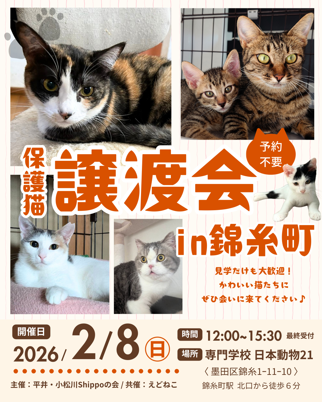 保護ねこ譲渡会 in 錦糸町 【2/8(日)】