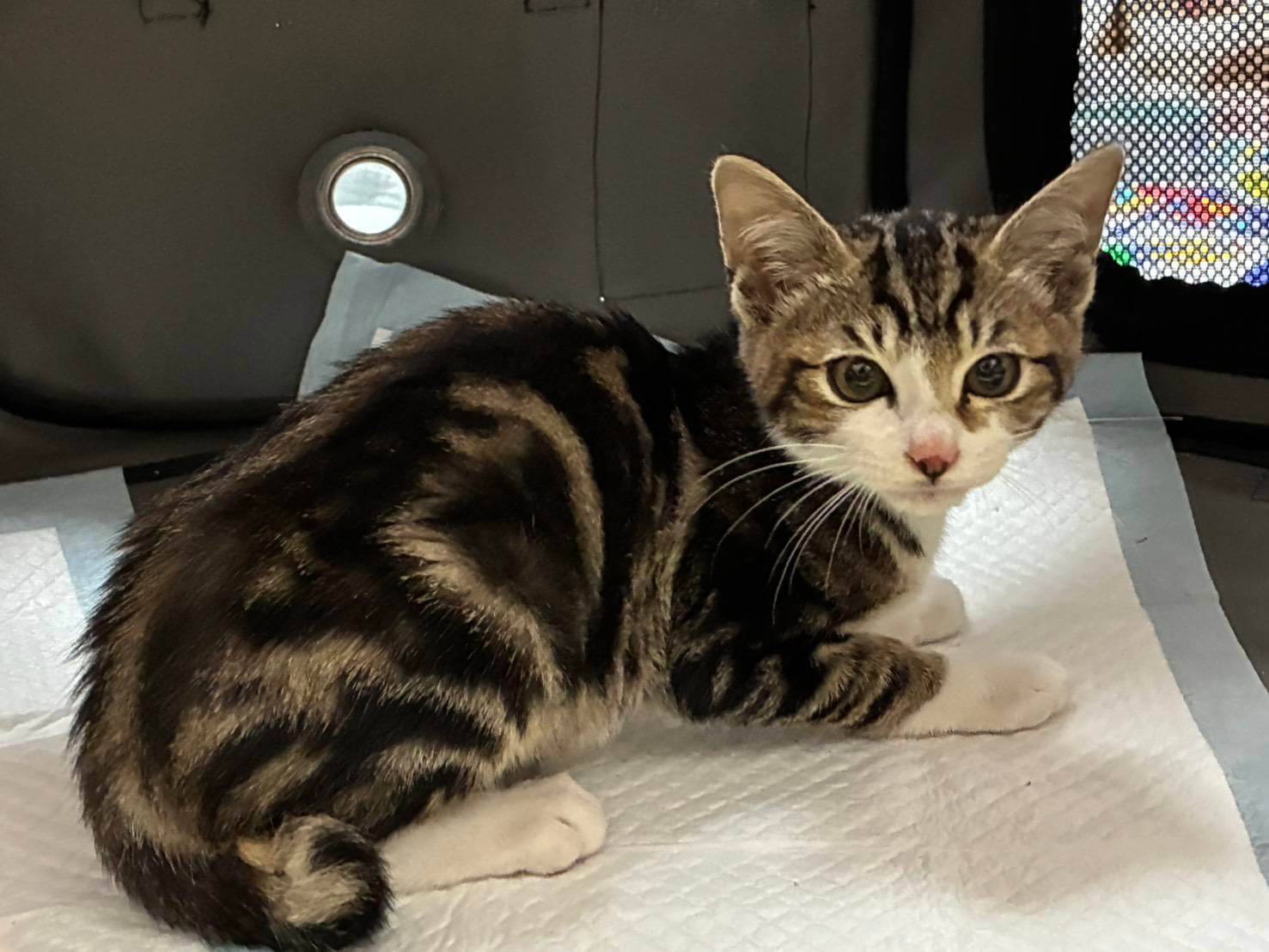 ⭐️1月11日開催⭐️大阪府堺市⭐️ルイ⭐️2ヶ月の男の子