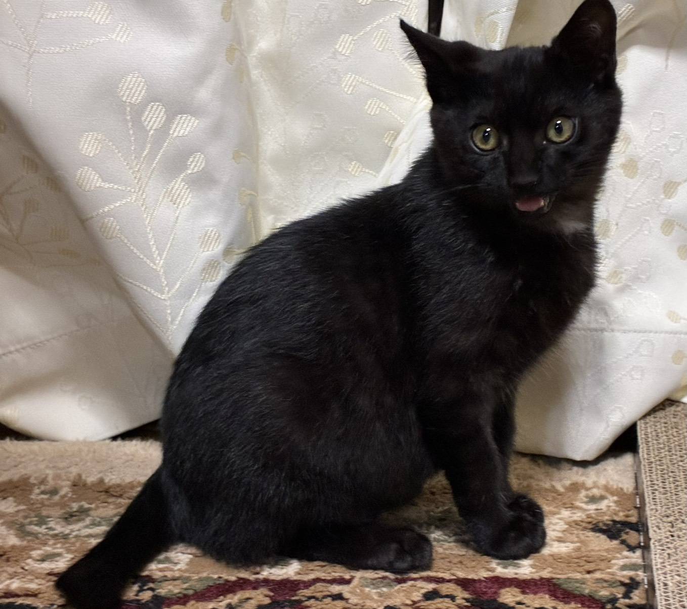 ⭐️2月1日開催⭐️大阪府堺市⭐️ココア　黒⭐️4ヶ月の男の子