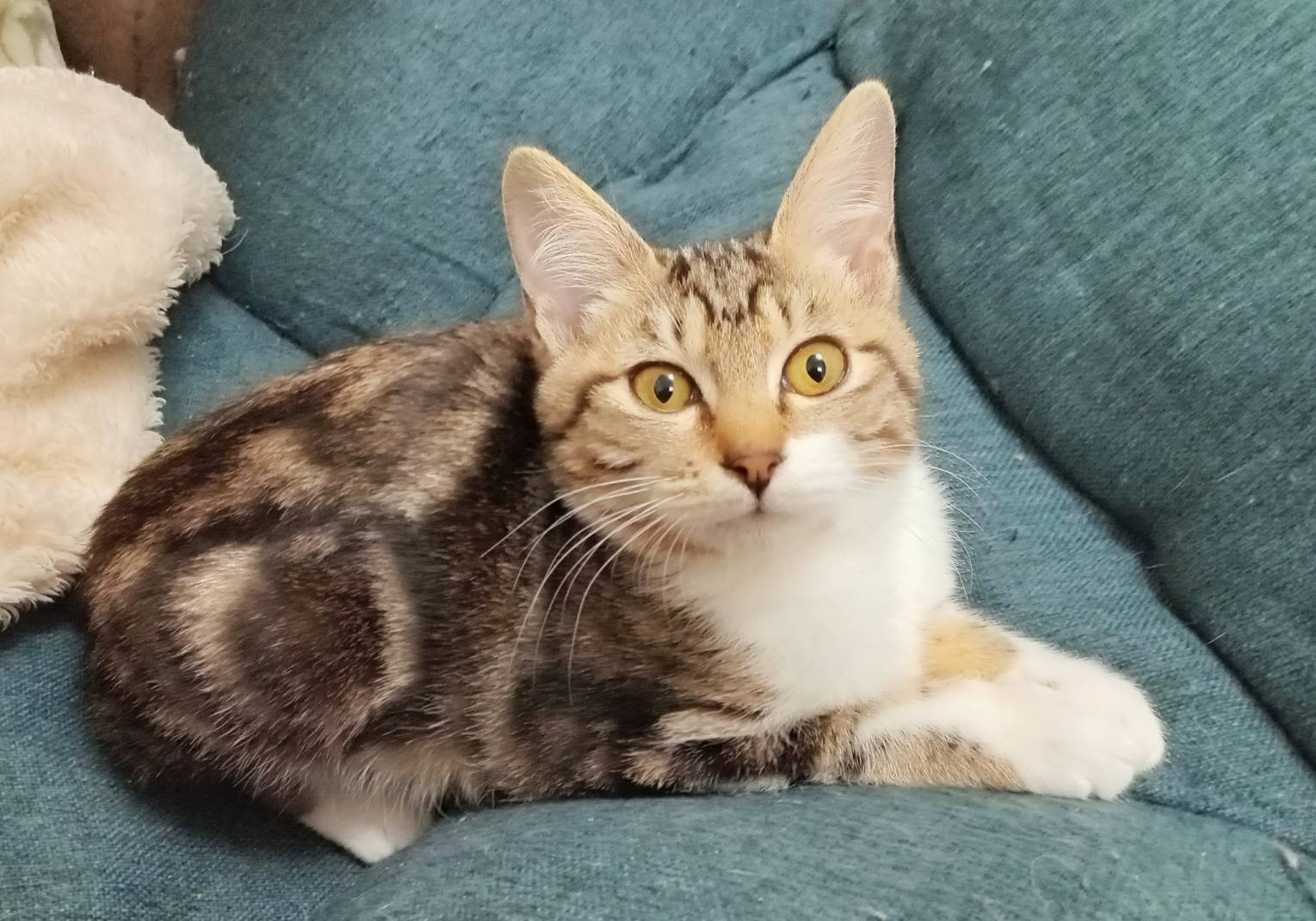 ⭐️2月1日開催⭐️大阪府堺市⭐️プリン⭐️3ヶ月の女の子