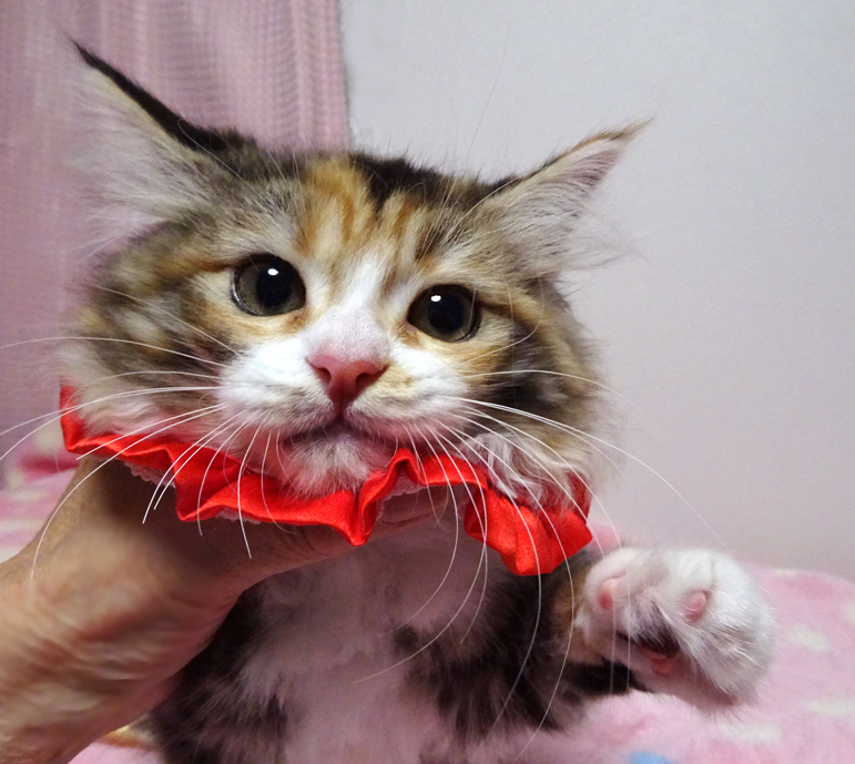 ラグドール×サイベリアン★みぃちゃん３ヵ月半