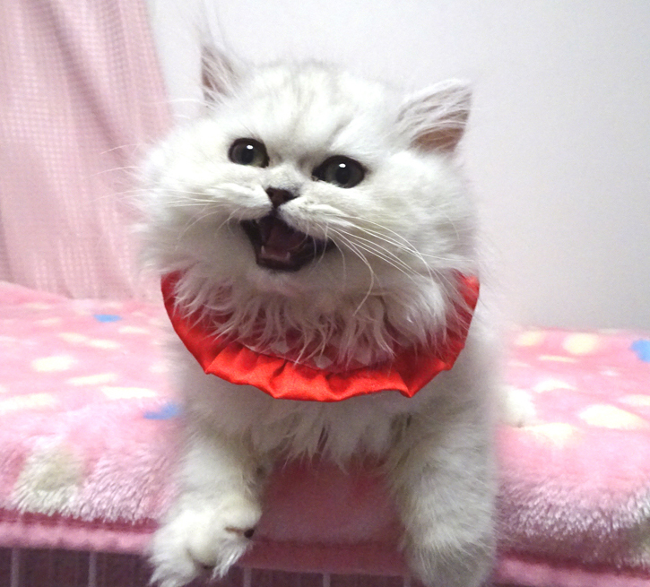 甘えた♪ペルシャ･チンチラ★ペコちゃん３カ月半