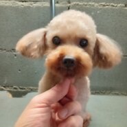 トイプードル　小さな男の子　7歳