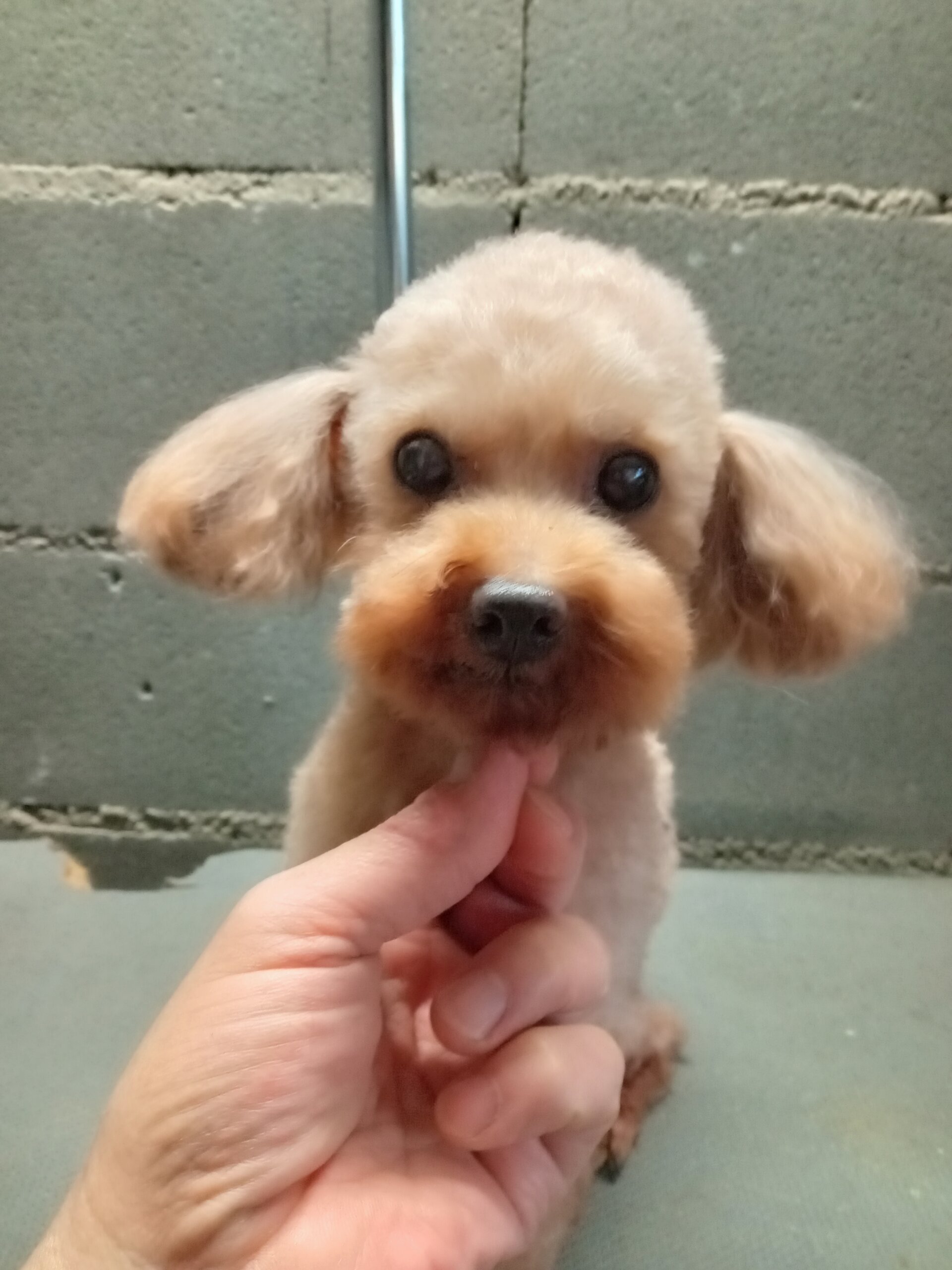 トイプードル　小さな男の子　7歳