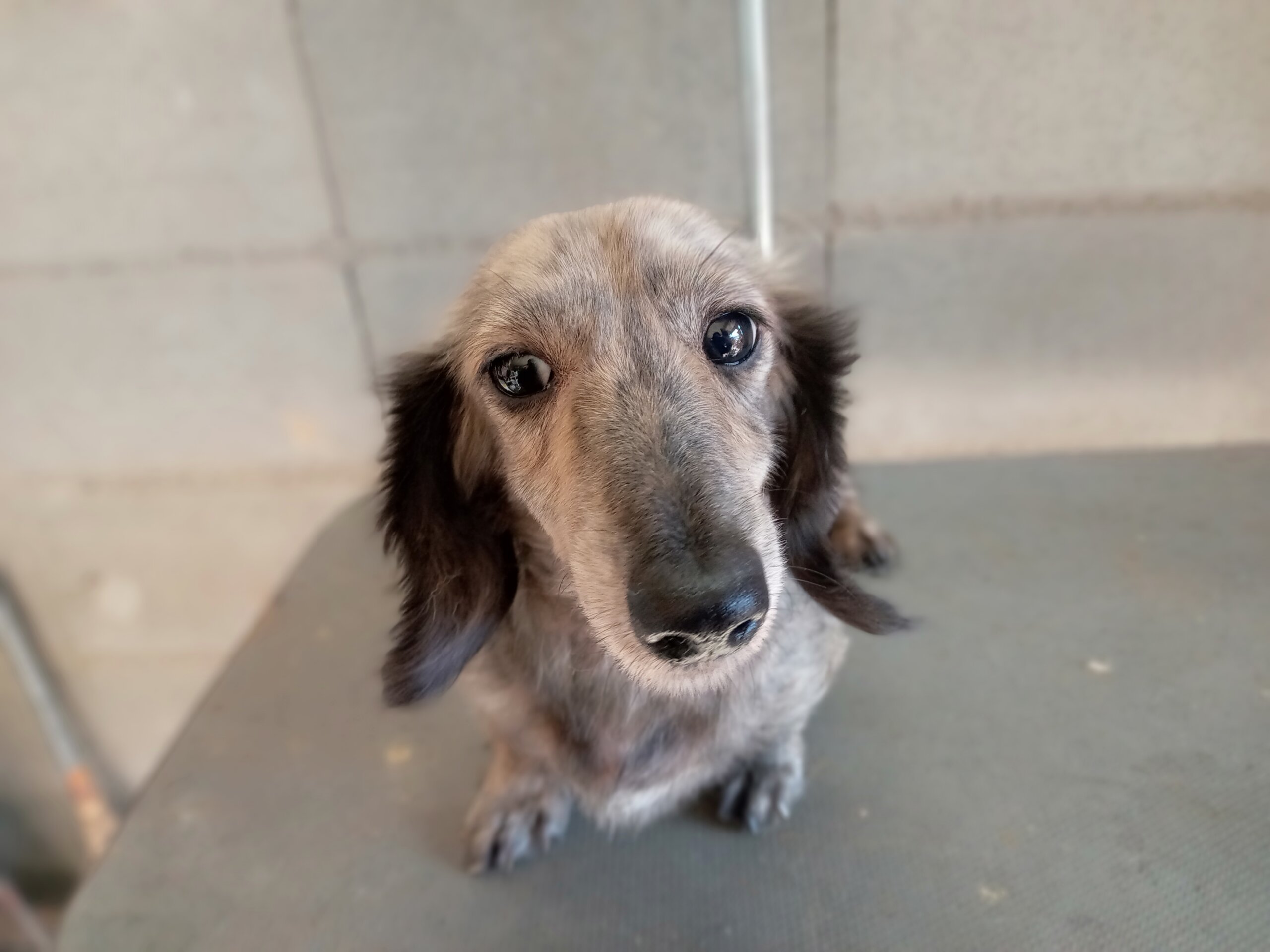 ミニチュアダックスフンド　人懐こい女の子　6歳