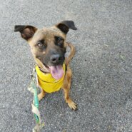 遊びも散歩も大好き！元気な甘ったれ男子です