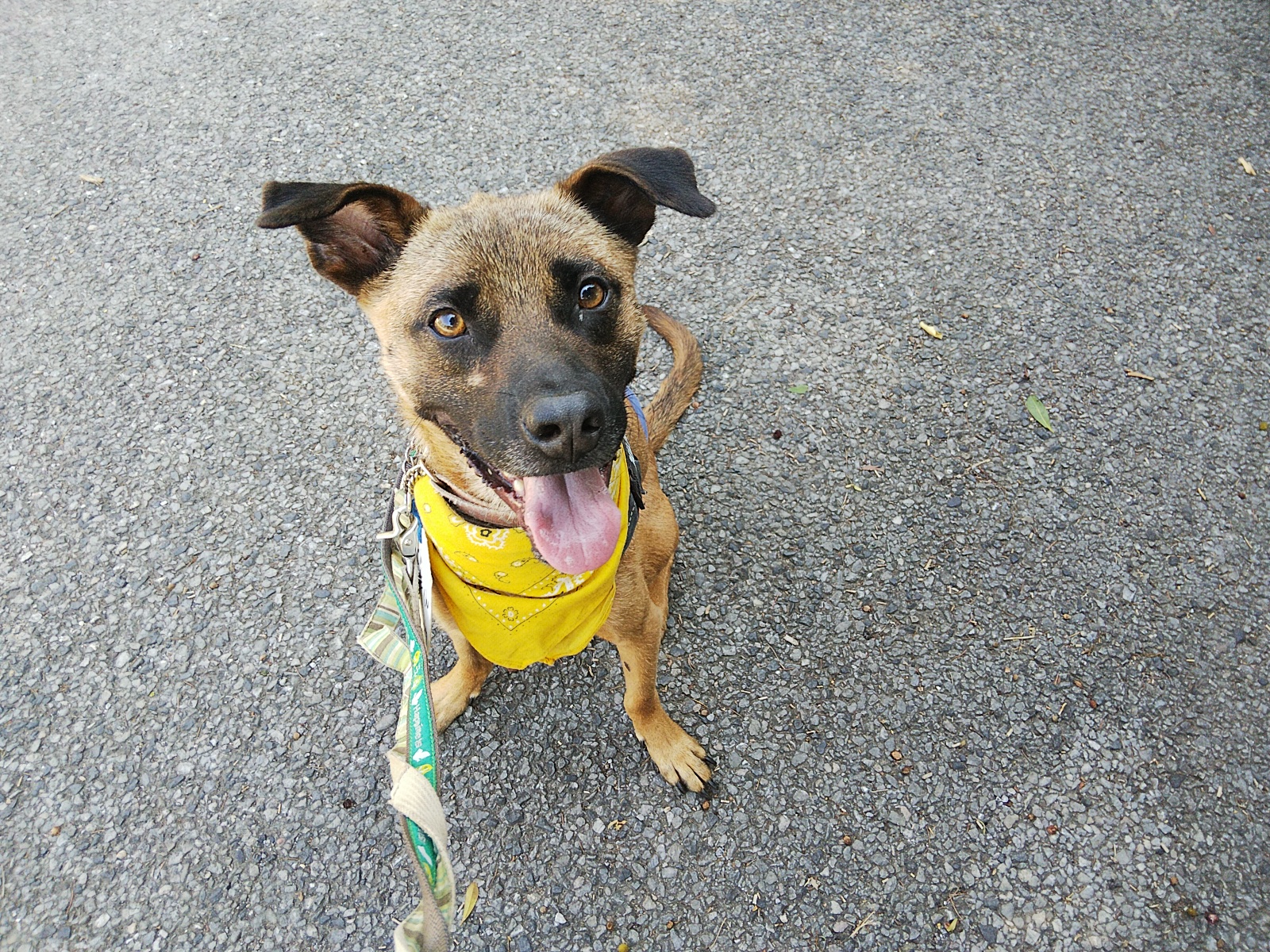 遊びも散歩も大好き！元気な甘ったれ男子です