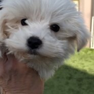 マルチーズ　子犬