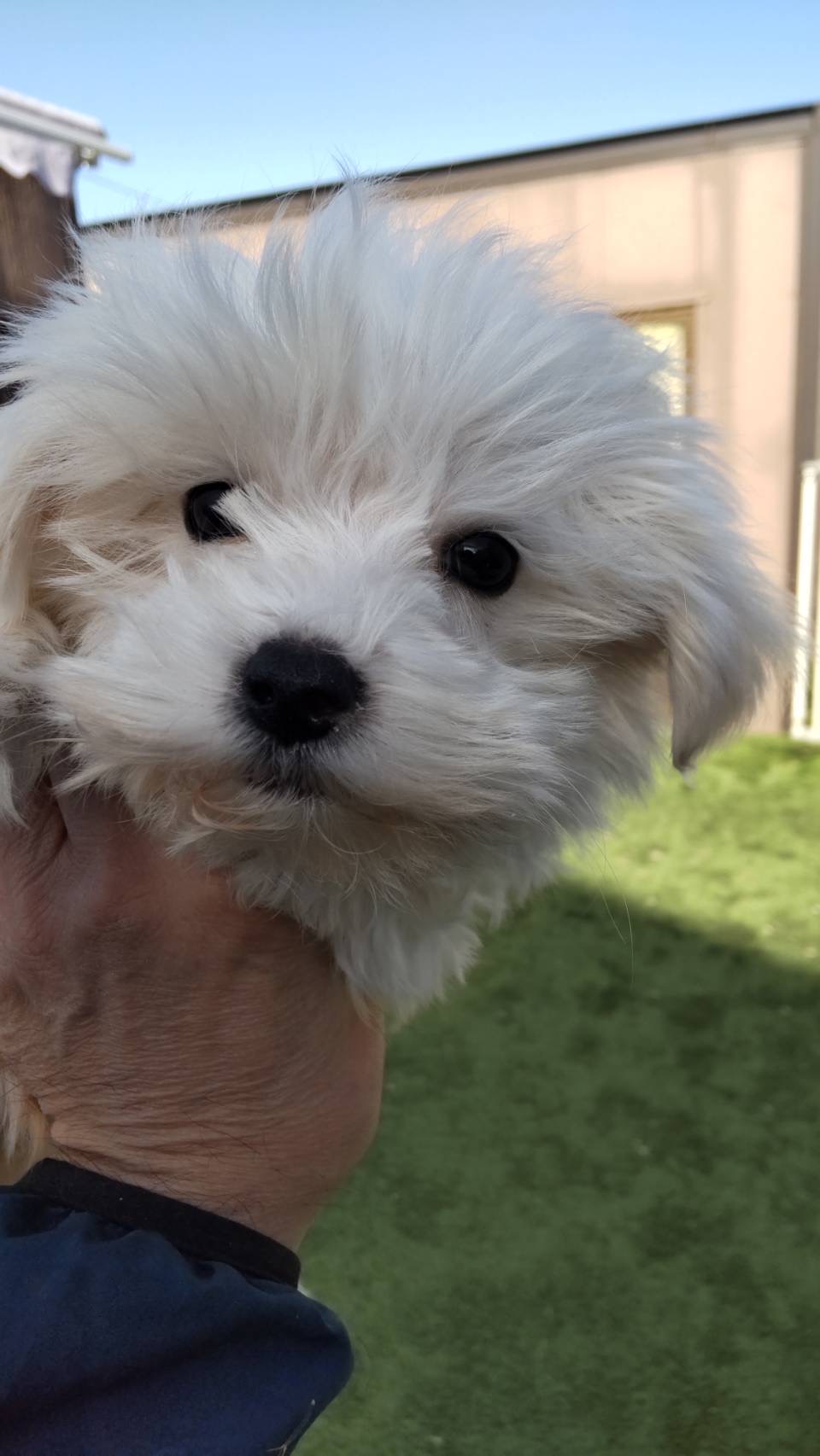 マルチーズ　子犬