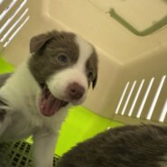 イザベラ、ブルーの可愛いボーダー