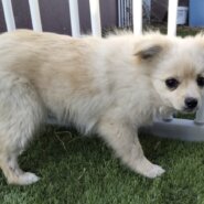 ちわぽめ　子犬