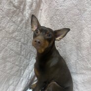 ミニピン男の子の武蔵くん❤️