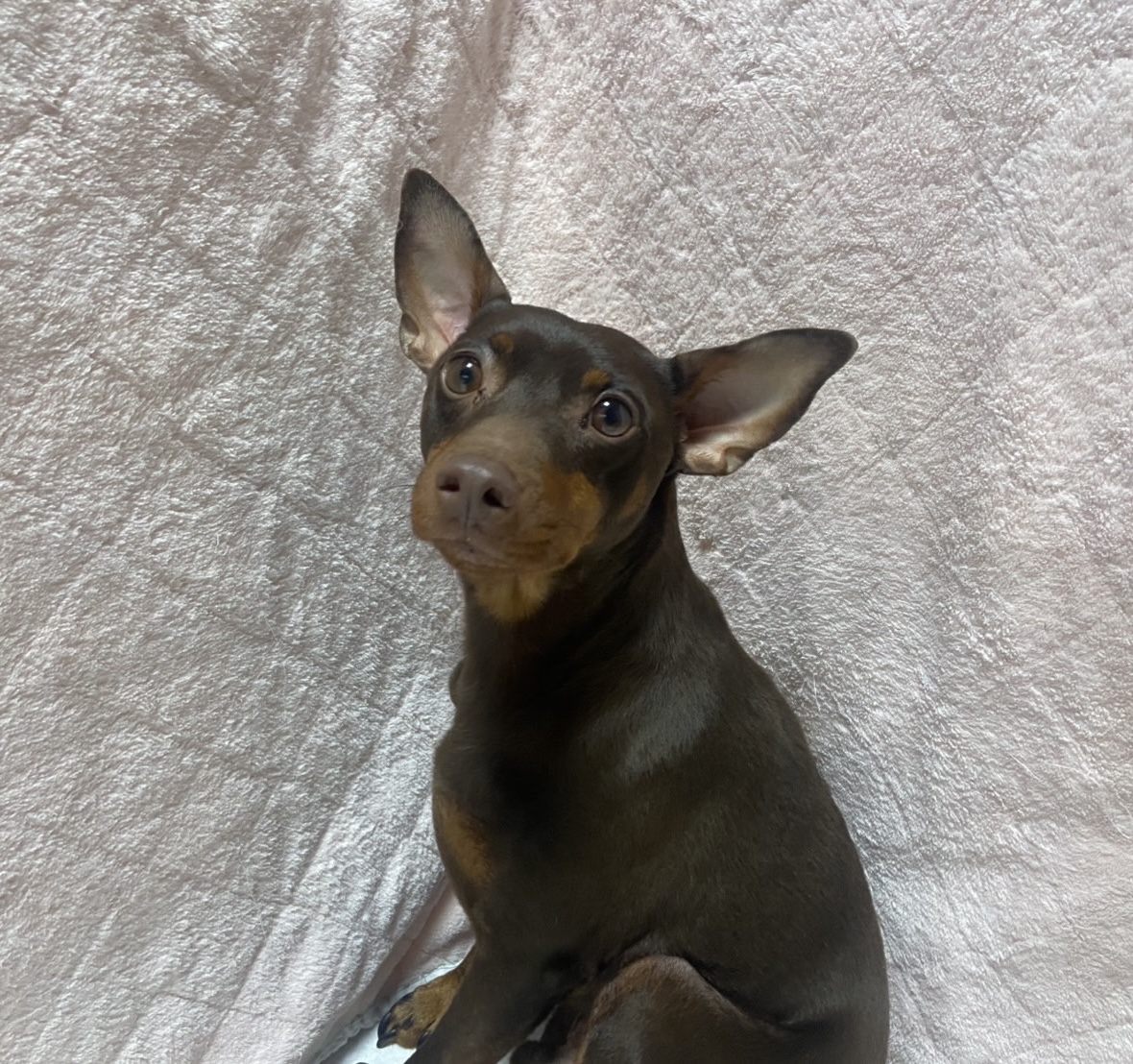 ミニピン男の子の武蔵くん❤️