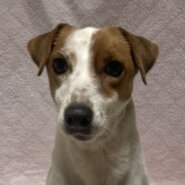 ジャックラッセルテリアの女の子の海ちゃん❤️