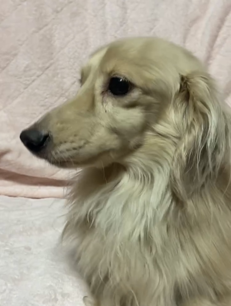 ダックス男の子ロイくん❤️