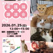 保護猫譲渡会