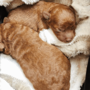 トイプードル子犬