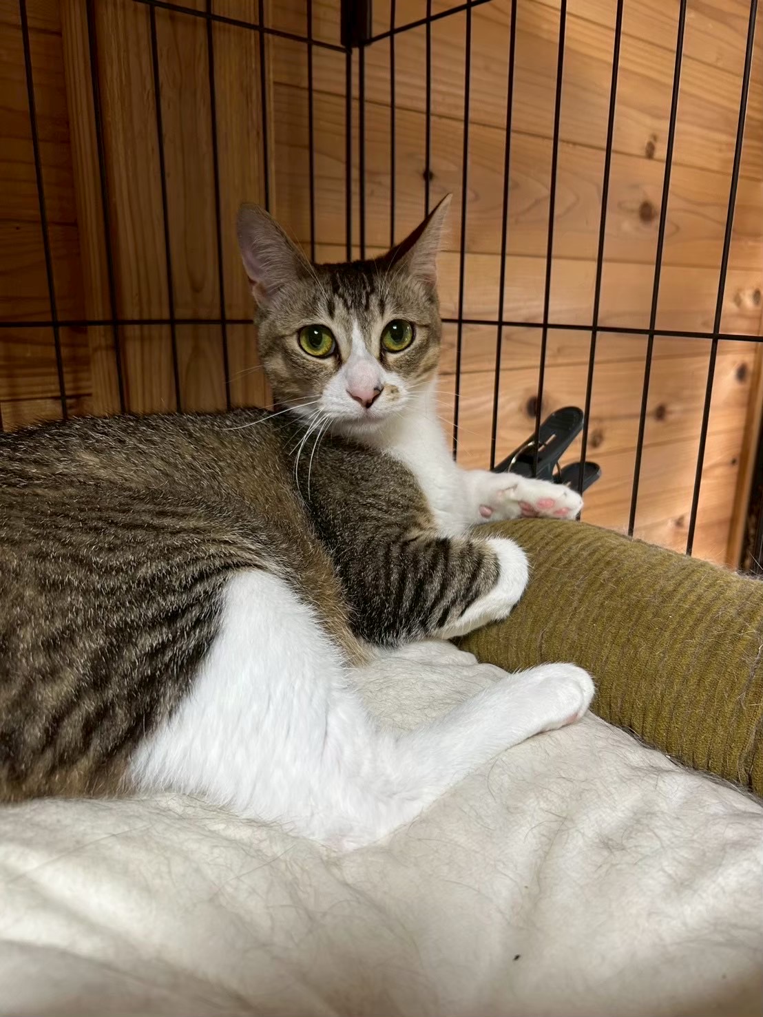 【動画あり】なでて〜！じっと見つめられてドキッ！！