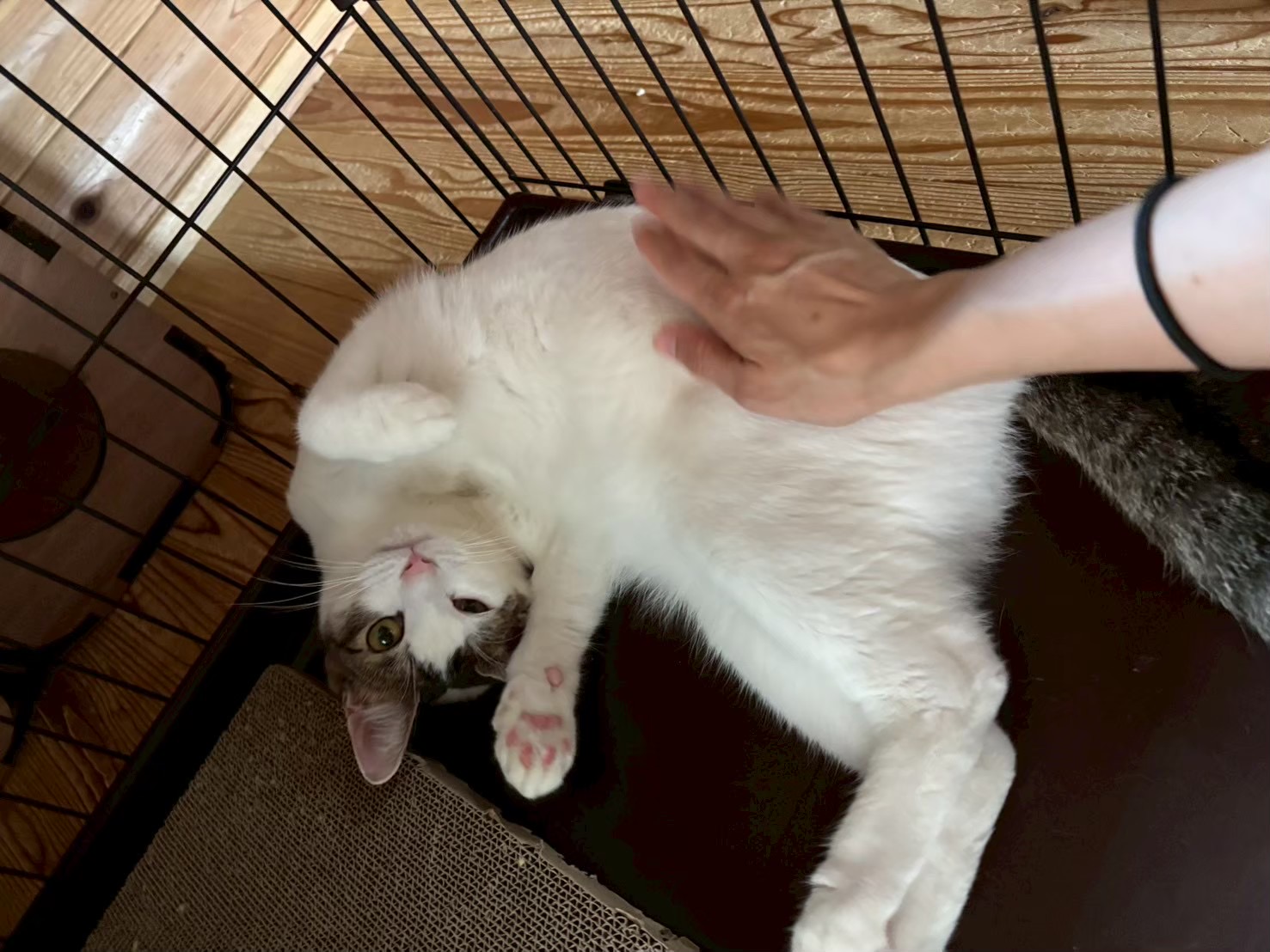 【動画あり】特技はへそ天 真っ白お腹の甘えん坊