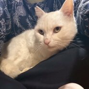 【動画あり】人見知りって何？