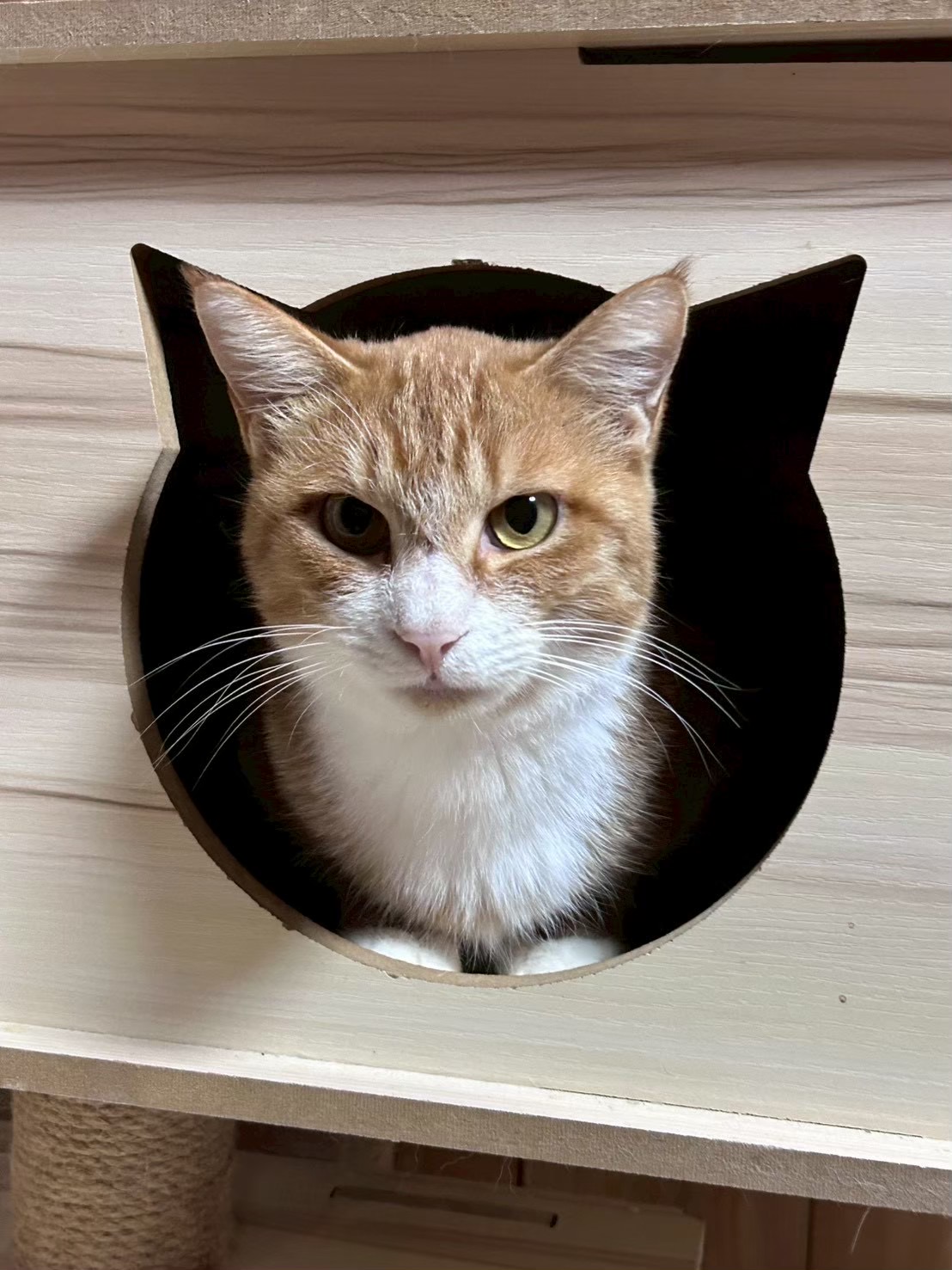 【動画あり】おしゃべり好きな男の子