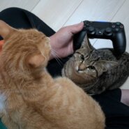 茶トラ白の男の子