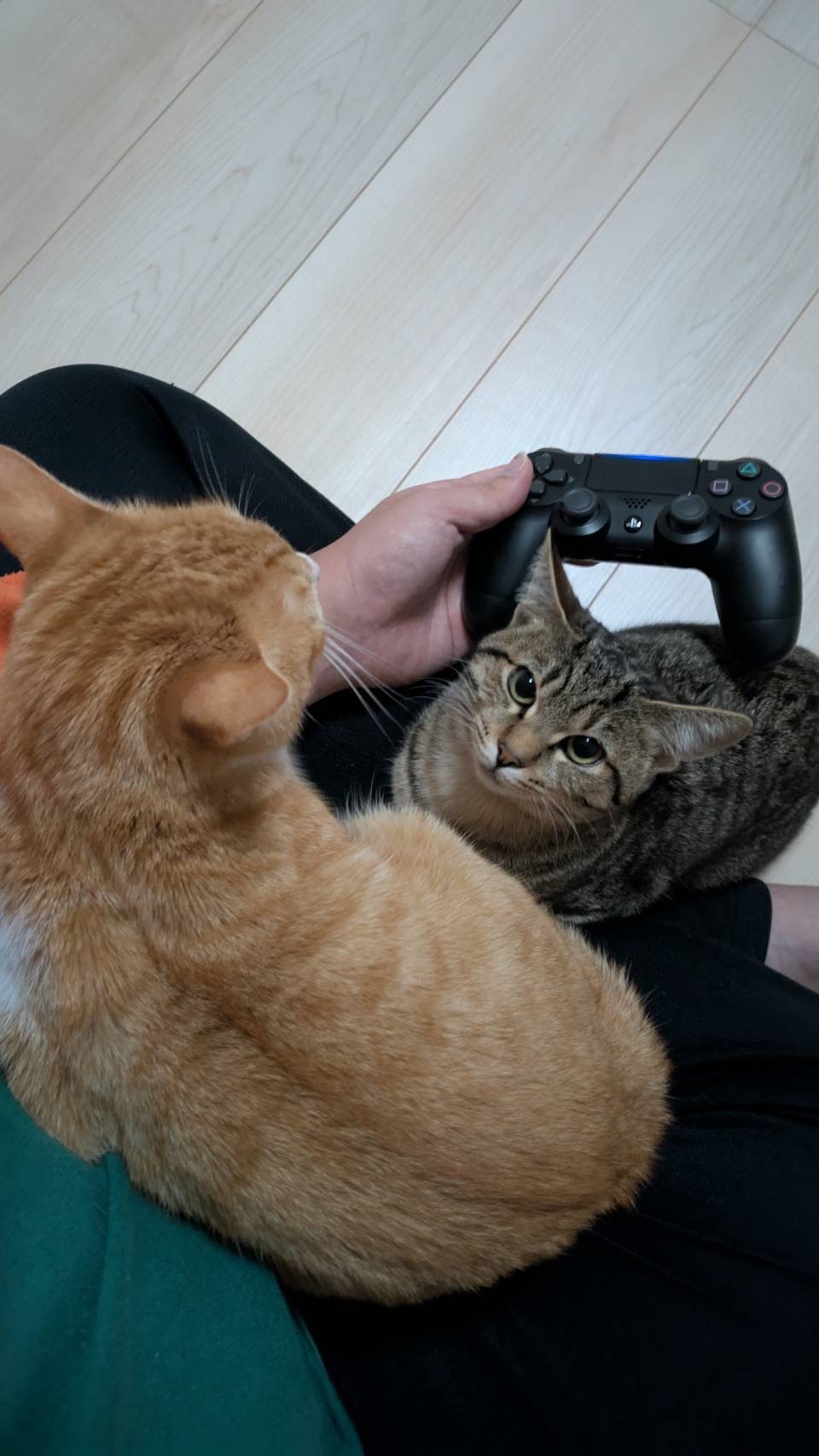 茶トラ白の男の子