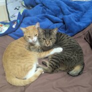 キジトラ一歳半の女の子