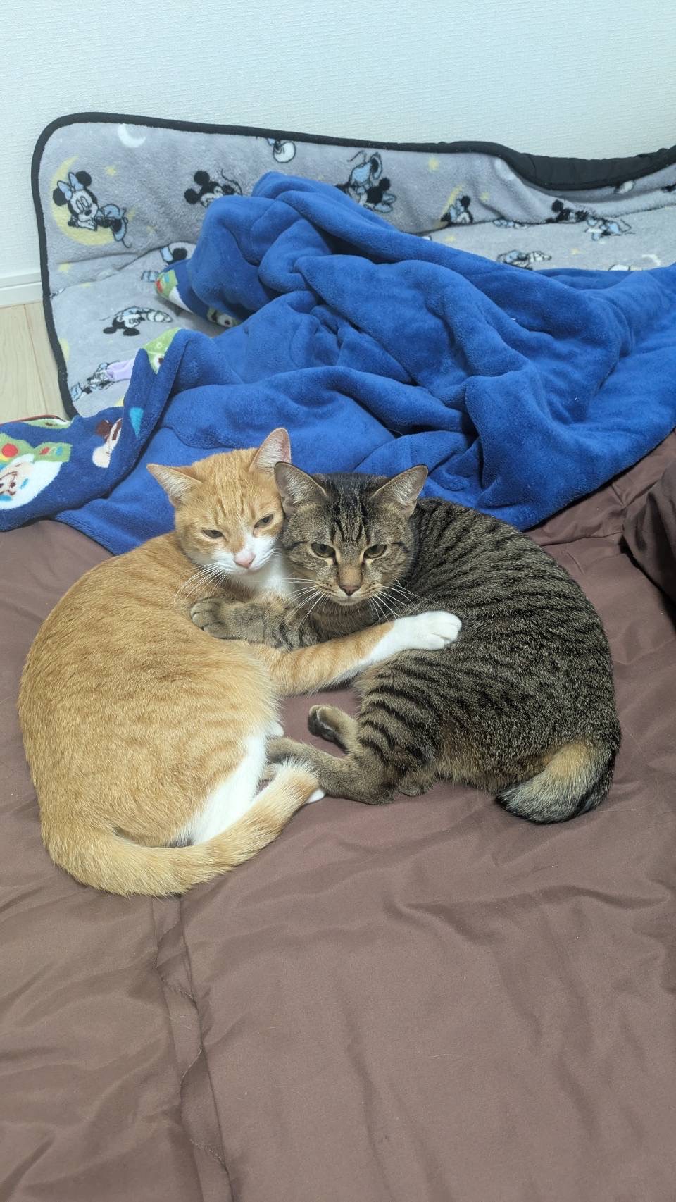 キジトラ一歳半の女の子