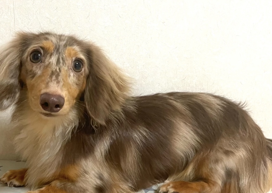 カニンヘンダックス男の子