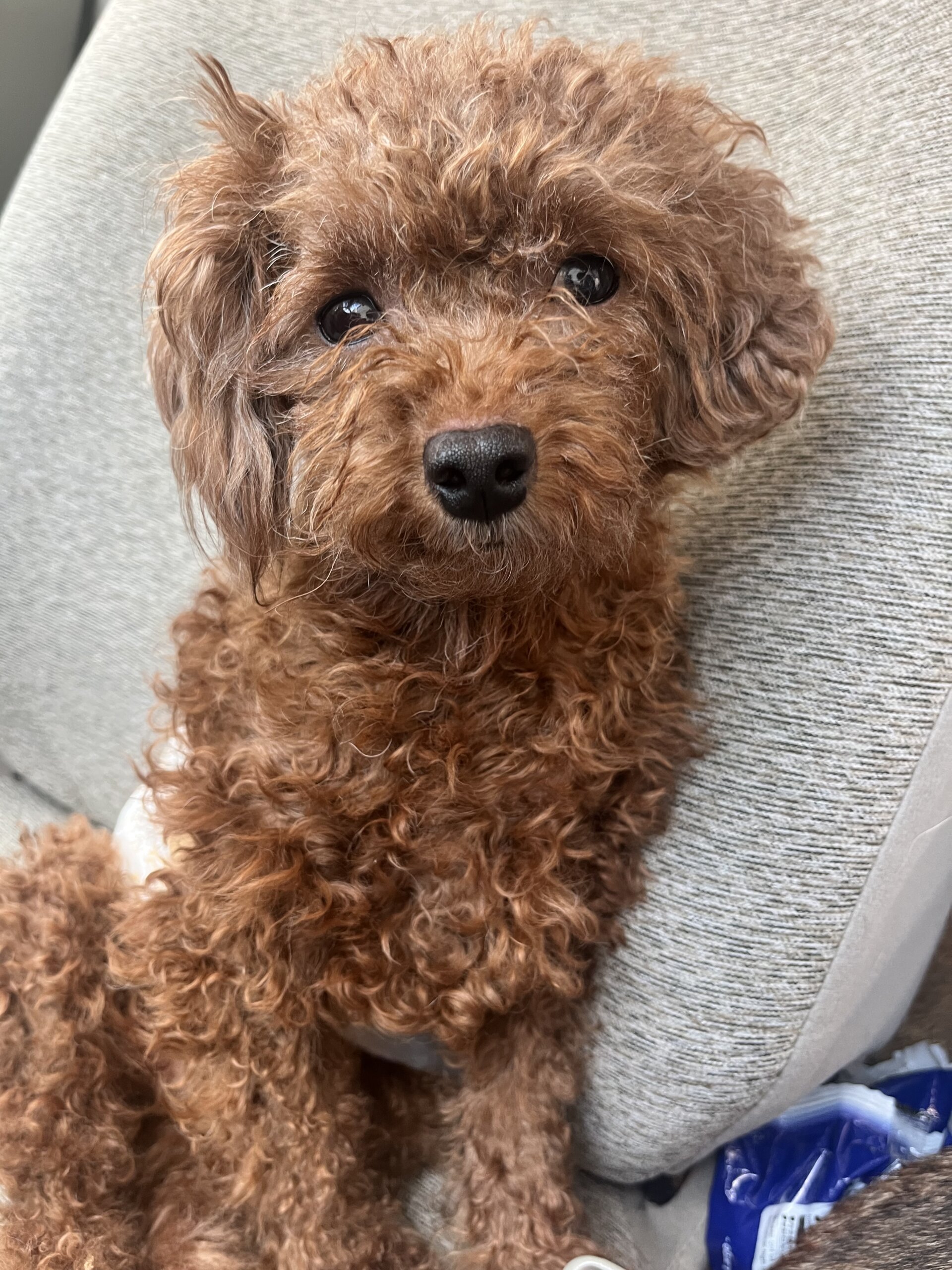 優しい性格で可愛らしい一歳のトイプードル男の子