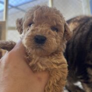 生後2ヶ月くらいトイプードルの子犬