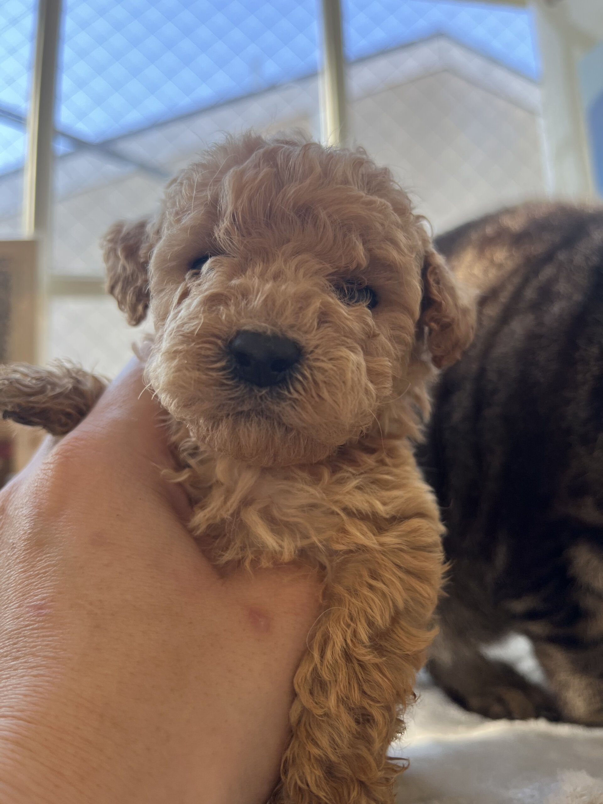 生後2ヶ月くらいトイプードルの子犬