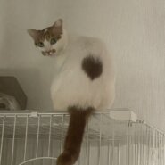 ハートマーク模様が愛らしい茶白の女の子