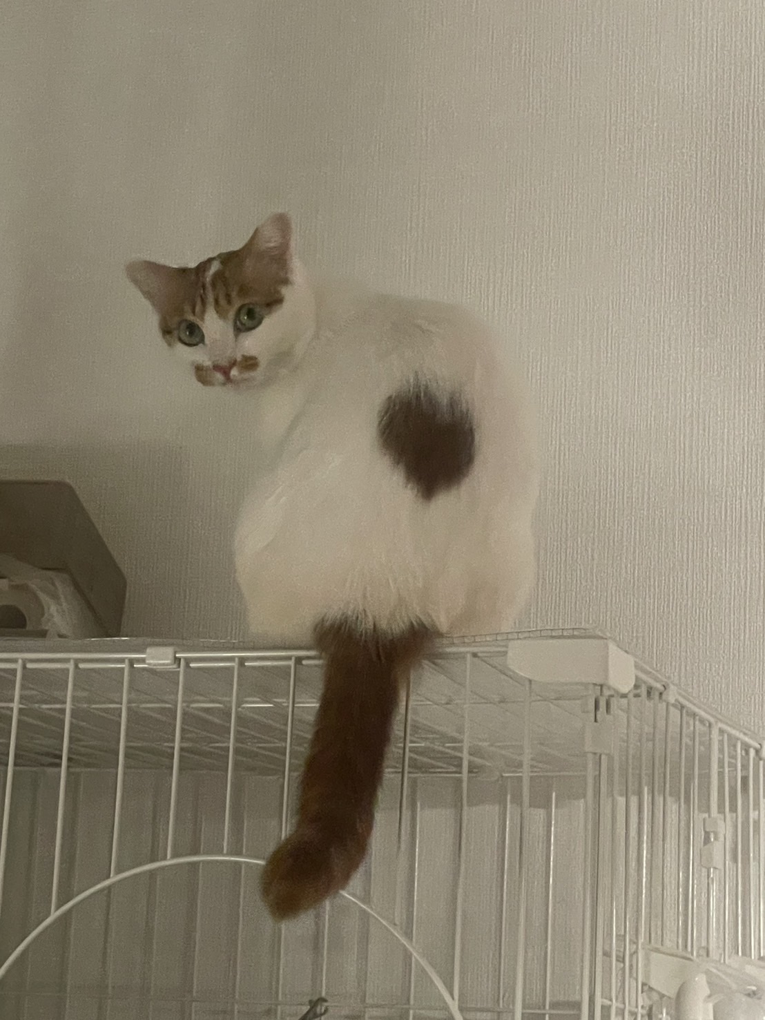 ハートマーク模様が愛らしい茶白の女の子