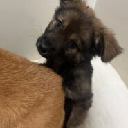 生後2ヶ月くらいモフモフな女の子